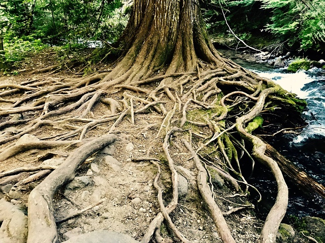 The tangled roots hold firm in high water and in low - grounded